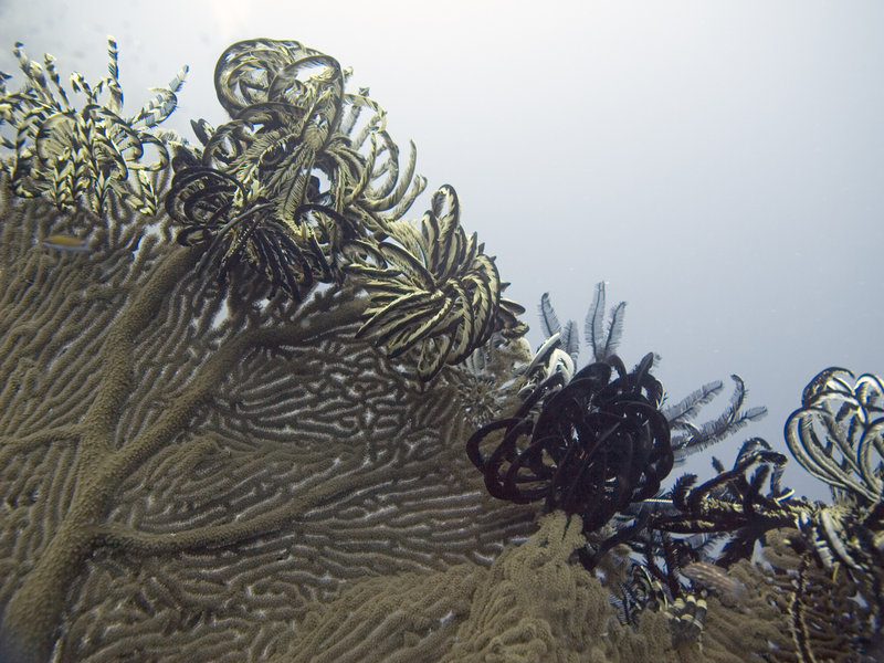 Feather Star, Layang Layang